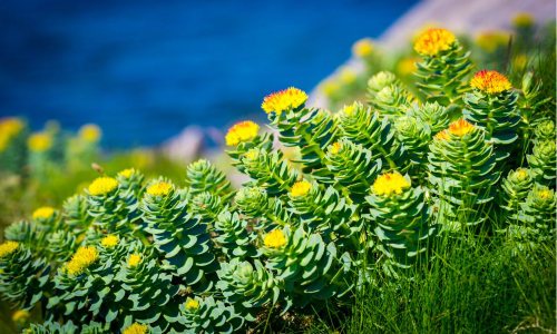 Thảo mộc Himalaya: Dược liệu quý hiếm & Công dụng diệu kỳ