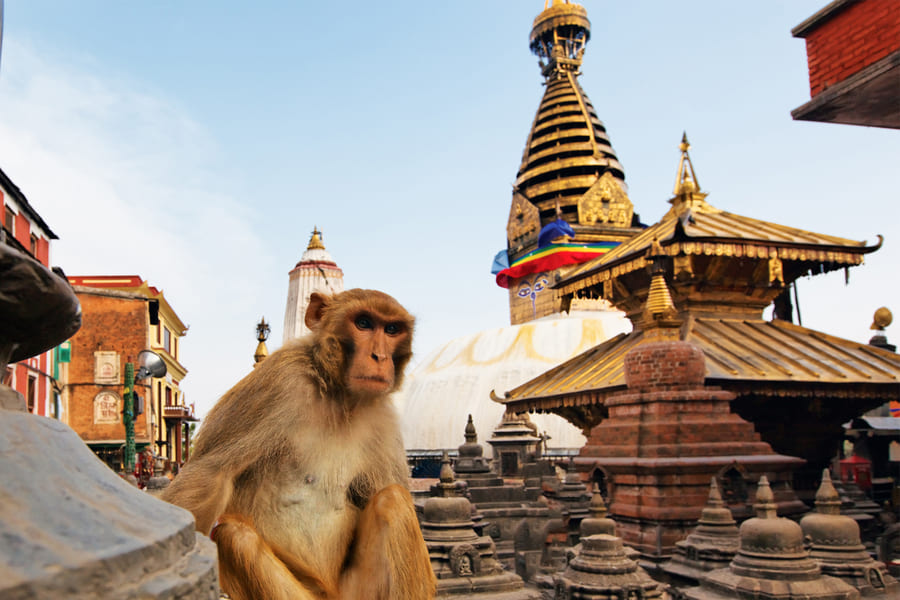 Điểm Đặc Biệt Của Bảo Tháp Swayambhunath - Monkey Temple tại dzogchen